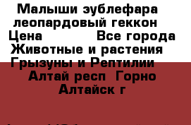 Малыши эублефара ( леопардовый геккон) › Цена ­ 1 500 - Все города Животные и растения » Грызуны и Рептилии   . Алтай респ.,Горно-Алтайск г.